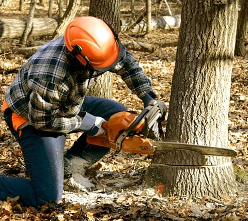 Tree Removal in Bloomfield, MT